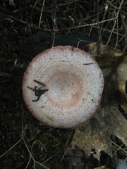 Lactarius subpurpureus
