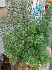 Chenopodium