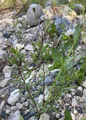 Erigeron hyssopifolius