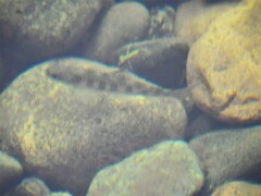 Salmo salar
