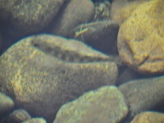 Salmo salar