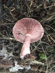 Lactarius subpurpureus