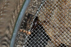Quedius fumatus
