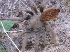 Aphonopelma madera
