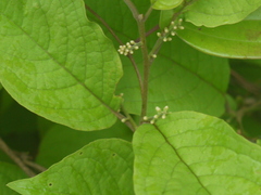 Embelia tsjeriam-cottam