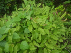 Embelia tsjeriam-cottam
