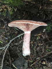 Lactarius subpurpureus