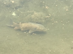 Cyprinus carpio