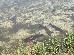 Cyprinus carpio