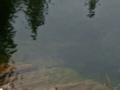Salmo salar