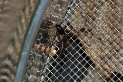 Quedius fumatus