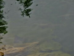 Salmo salar
