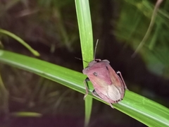 Chalcopis glandulosa