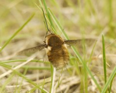 Bombylius medius