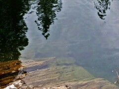 Salmo salar