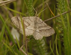 Isturgia murinaria