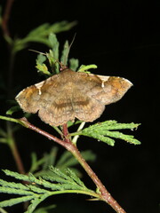 Azeta repugnalis