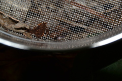 Quedius fumatus