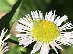 Ebrechtella tricuspidata