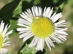 Ebrechtella tricuspidata