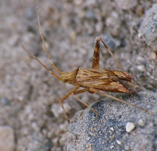 Representative image of Phytocoris varipes