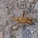 Long-legged Plant Bug - Photo (c) Ian Boyd, some rights reserved (CC BY-NC)