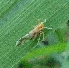 Liburniella ornata