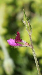Onobrychis aequidentata