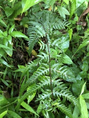 Pseudophegopteris subaurita