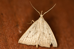 Macrochilo cribrumalis