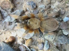Aphonopelma moderatum