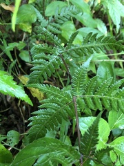 Pseudophegopteris subaurita