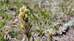 Castilleja chrysantha