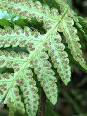 Pseudophegopteris subaurita