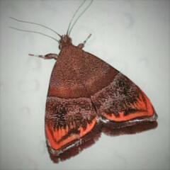 Hemerophila