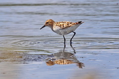 Calidris minuta