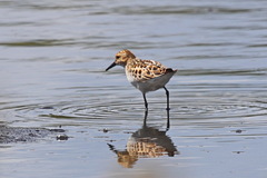 Calidris minuta