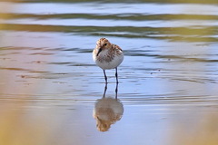 Calidris minuta