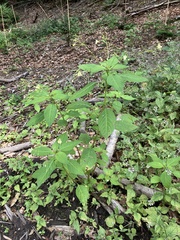 Impatiens parviflora