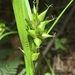 Carex intumescens - Photo (c) Jeff Skrentny,  זכויות יוצרים חלקיות (CC BY-NC), הועלה על ידי Jeff Skrentny