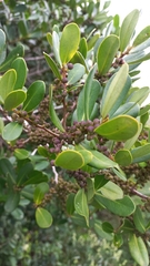 Myrsine parvifolia
