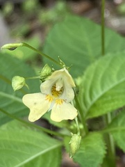 Impatiens parviflora