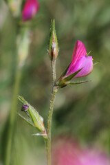Onobrychis aequidentata