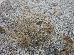 Aphonopelma icenoglei