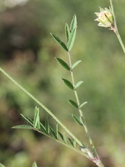 Onobrychis aequidentata