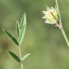 Onobrychis aequidentata