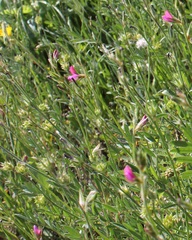 Onobrychis aequidentata