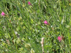 Onobrychis aequidentata