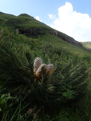 Encephalartos ghellinckii