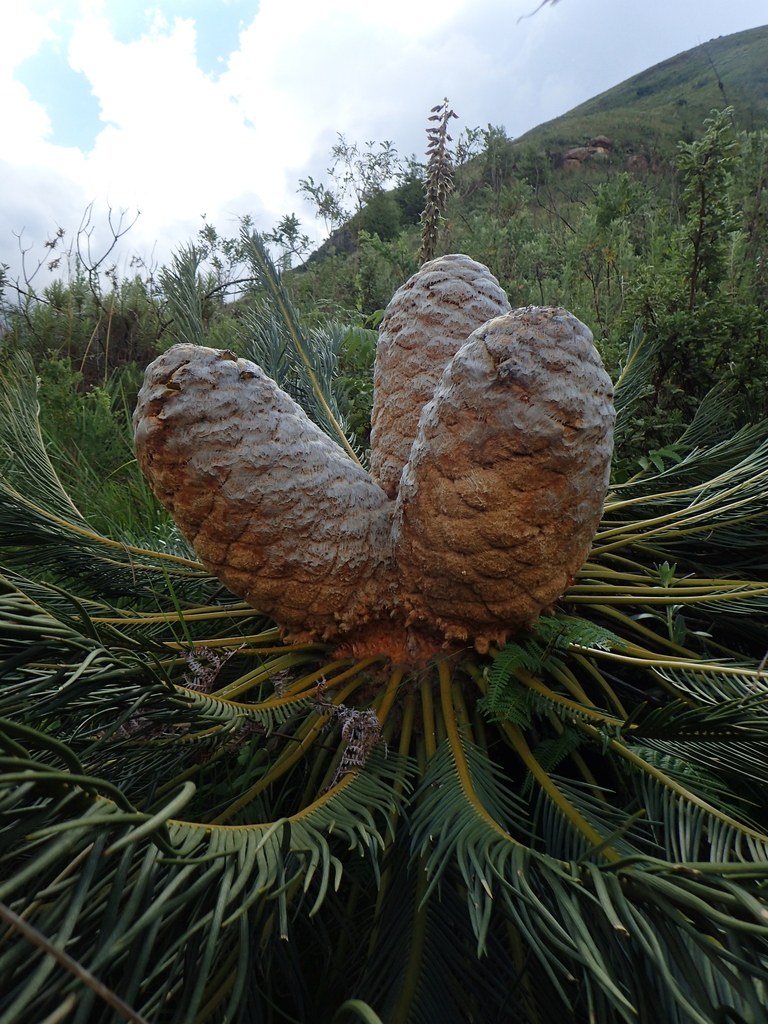 Drakensberg Cycad